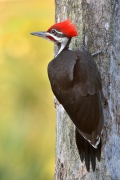 Pileated woodpecker (Dz...