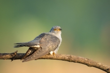 Kukułka, Common Cuckoo ...