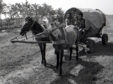Gypsies in wagon