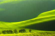 Fields of Green Velvet
