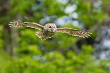 Puszczyk, Tawny Owl (St...