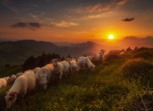 Pienińskie owce