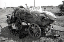 Gypsy children with wagon