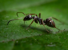 mrówek...