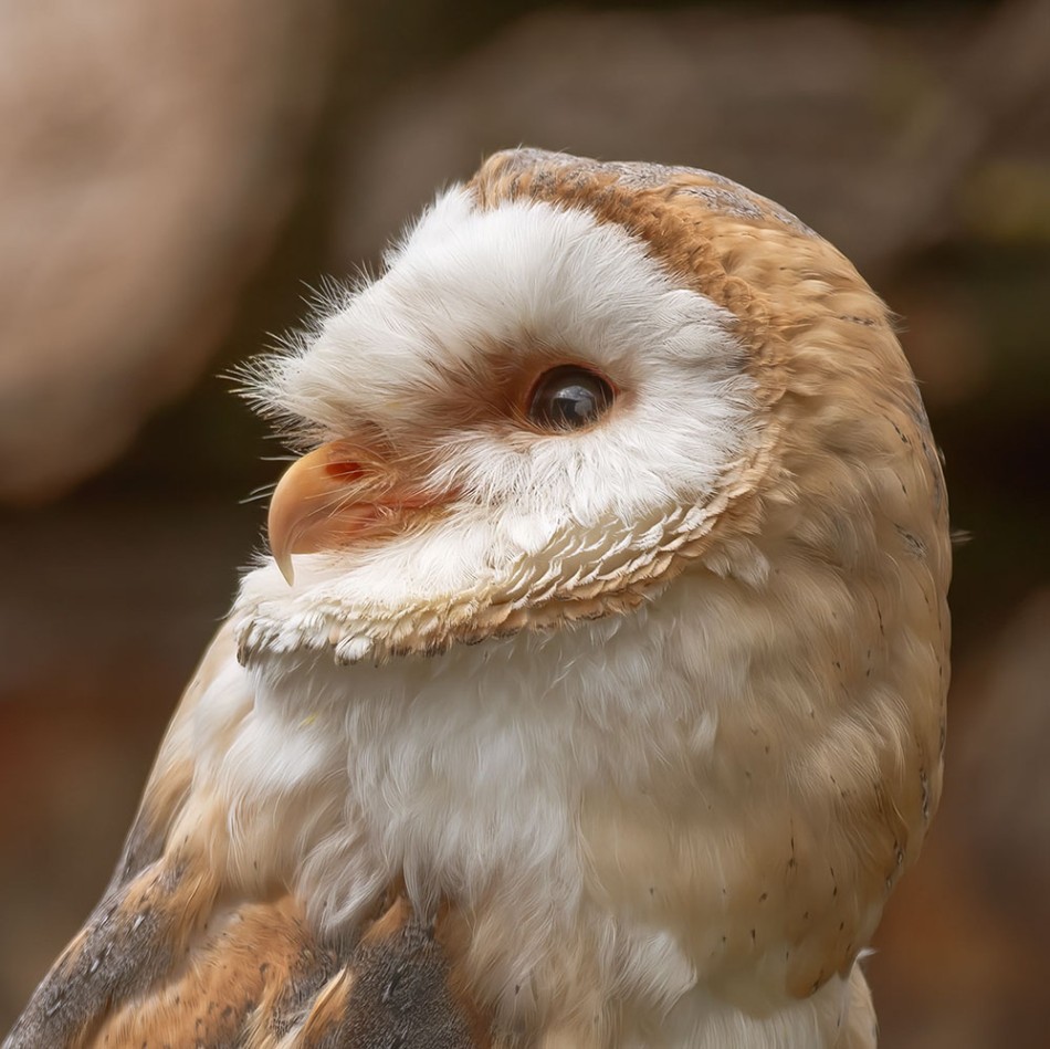 Urokliwy sowa w zbliżeniu (płomykówka). . Zdjęcie 337853