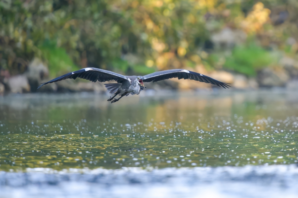 amigamedia - Krzykacz . Czapla siwa (Ardea cinerea) Przyroda naszego regionu-Skoczów. Sony ILCE-1+Sony SEL200600G FE 200-600mm f/5.6-6.3 G OSS Przysłona: F/6,3-Czas ekspozycji-1/800 s; ISO3200-Ogniskowa-600 mm.. Zdjęcie 334667