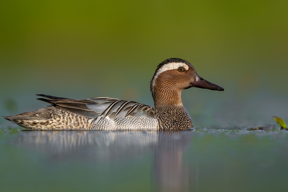 fotodam - Nad rozlewiskiem. Cyranka (Anas querquedula) Garganey . Zdjęcie 324741