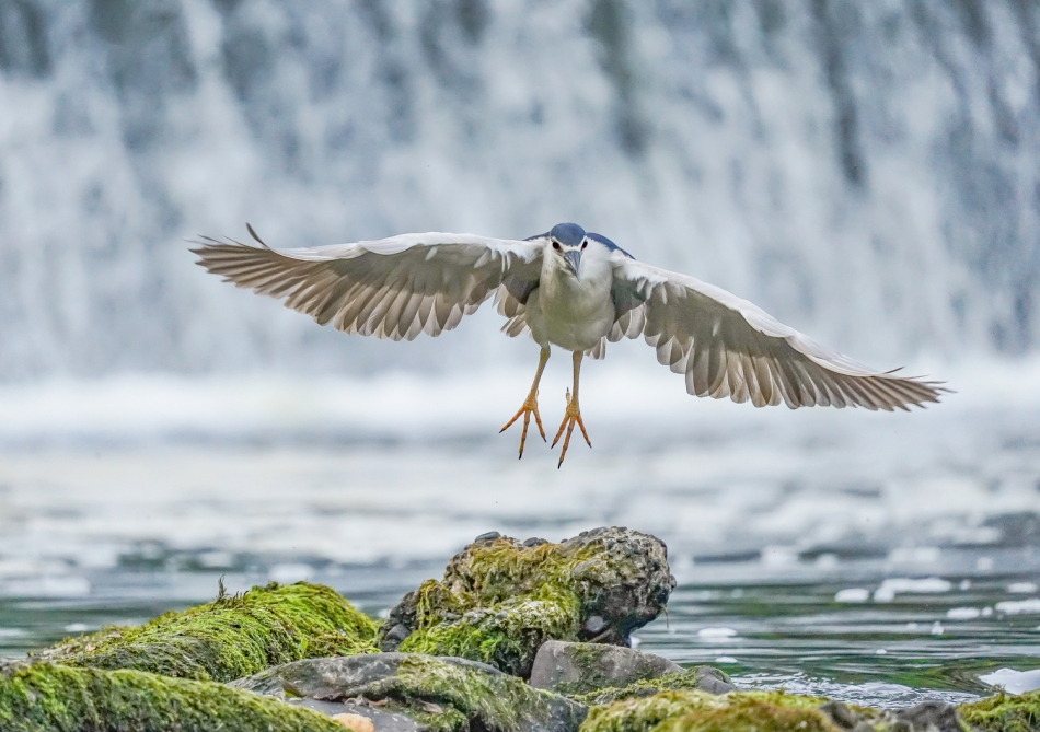 amigamedia - Latawiec. Ślepowron (Nycticorax nycticorax) . Zdjęcie 289662