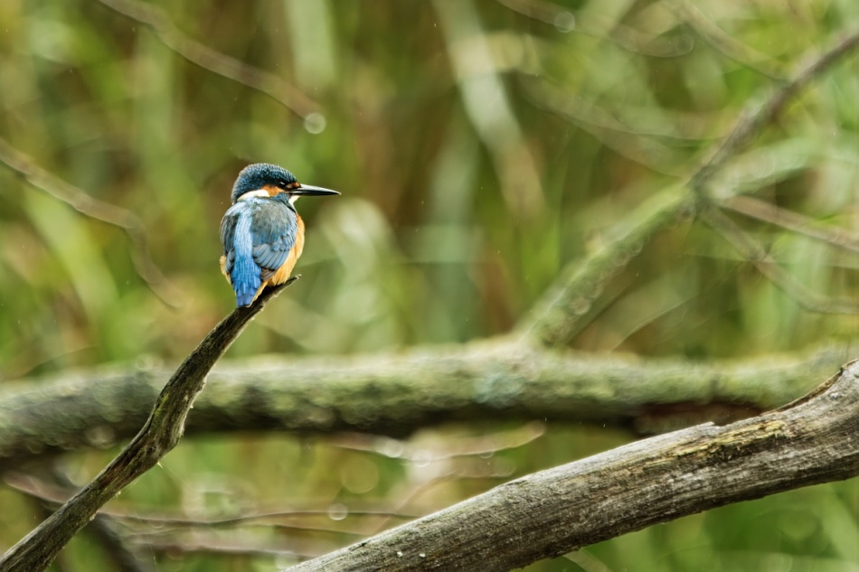 Zimorodek. . Zdjęcie 337126