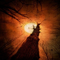 Into the Trees...