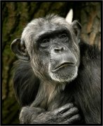 Człowiek? to brzmi dumn...