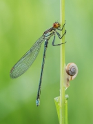 Erythromma najas
