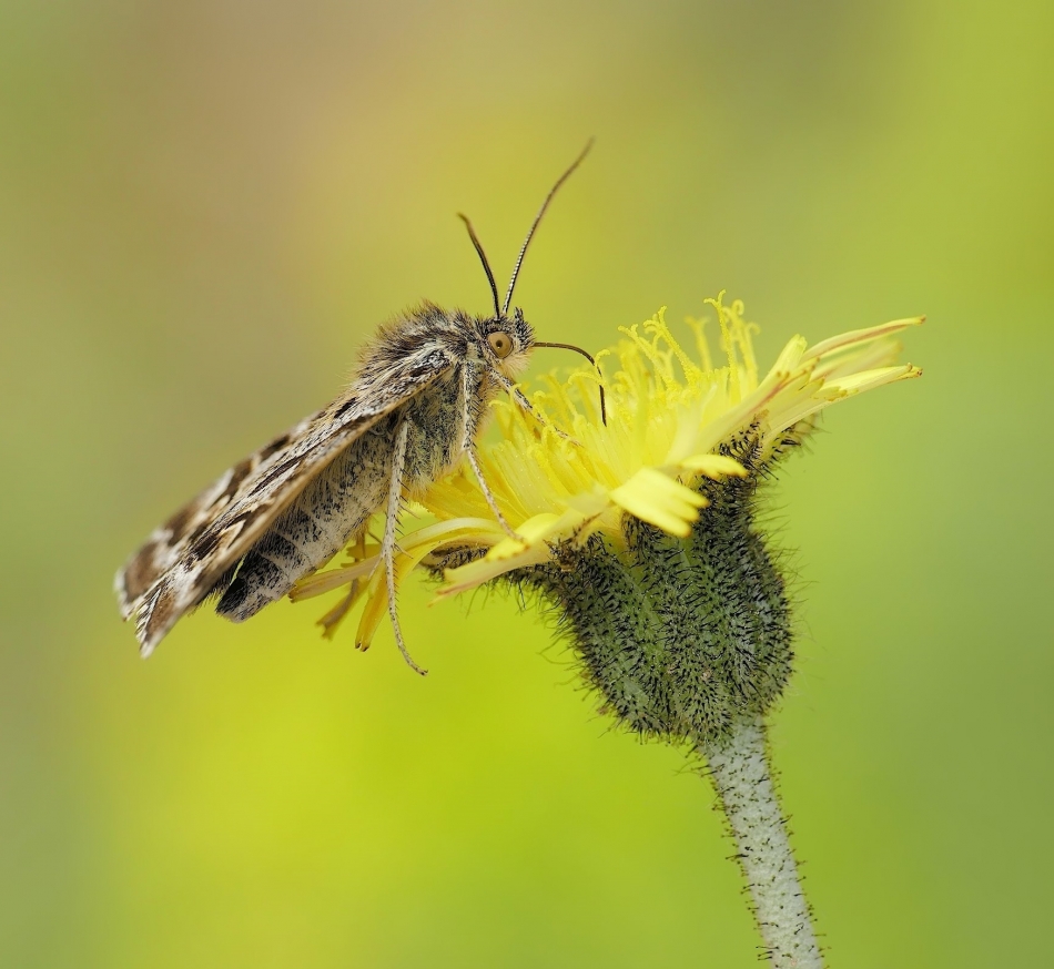 keni - Carterocephalus. . Zdjęcie 324386