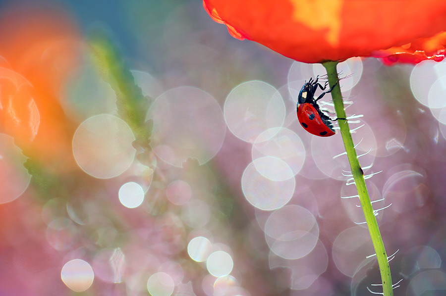 bluejeans - Pod makiem. . Zdjęcie 103871