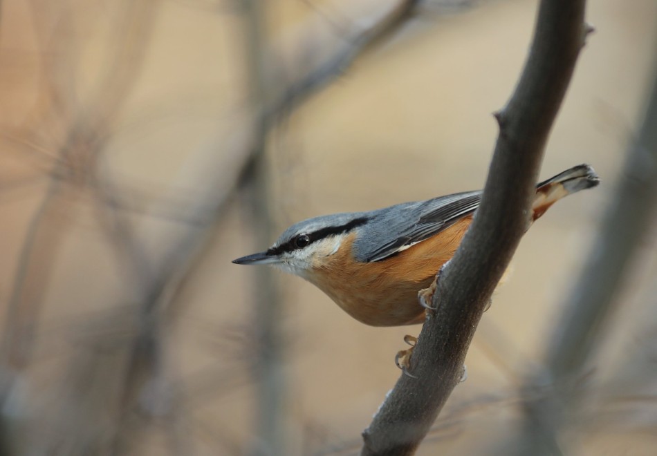 Kowalik. . Zdjęcie 338507