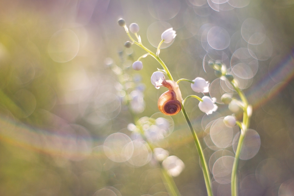 agnez - . PE. Zdjęcie 245074