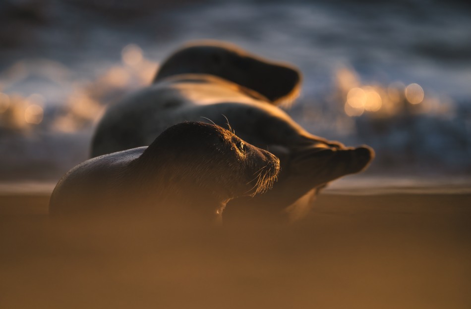 Witając nowy dzień. . Zdjęcie 339708