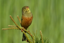 Ortolan .