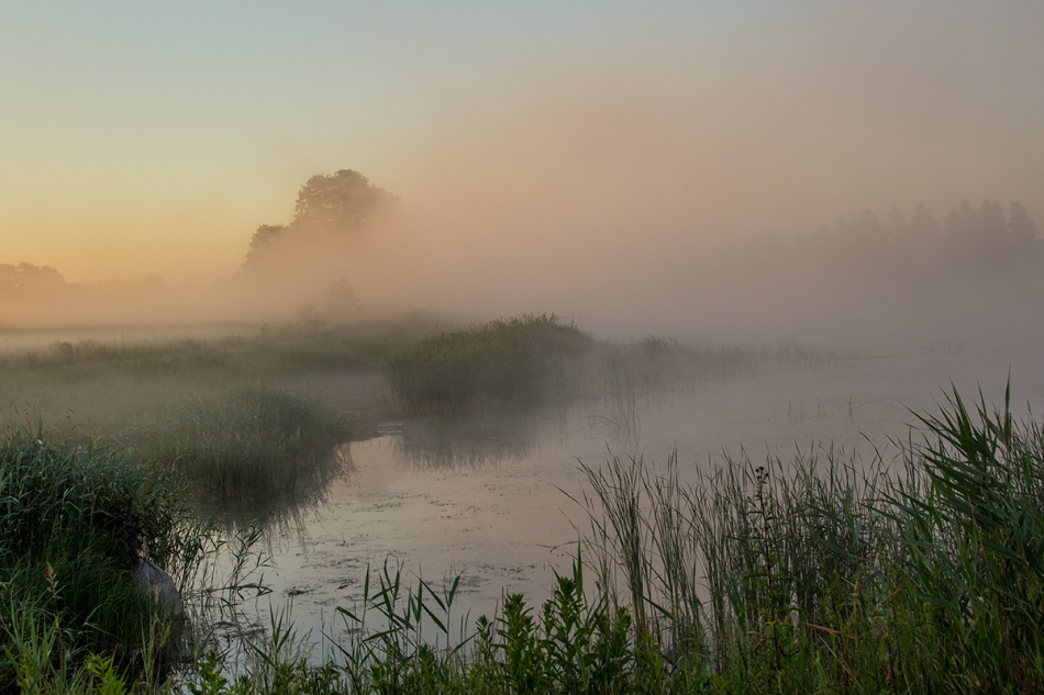 jerzyk - poranek nad stawem. . Zdjęcie 287738
