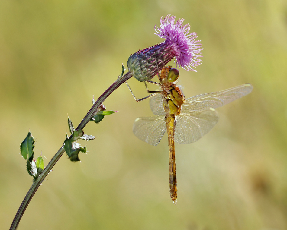 ktosiu - ***. . Zdjęcie 97973