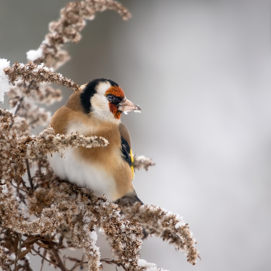 roman53 - Szczygieł. . Zdjęcie 311157