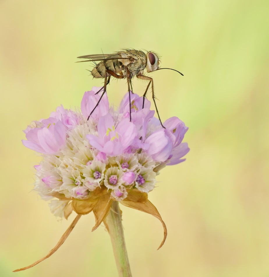 Mucha. PE. Zdjęcie 338178