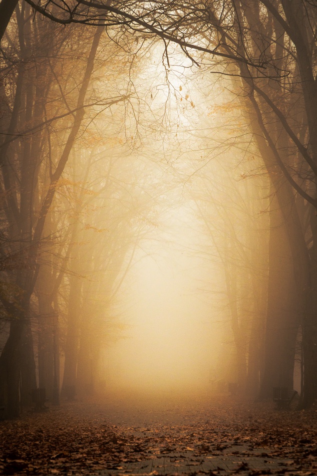 Zamglony las w jesiennej aurze. . Zdjęcie 337461