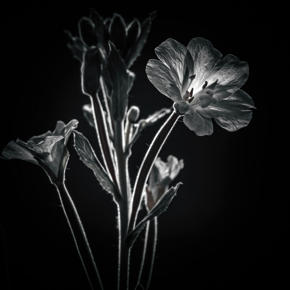 Szept światła. Ten kwiat został uchwycony przy użyciu pojedynczego światła z tyłu, by podkreślić jego delikatną strukturę i cichą siłę. To przypomnienie, że piękno potrafi rozkwitać nawet w mroku — subtelnie, ale z wyraźnym sensem.. Zd