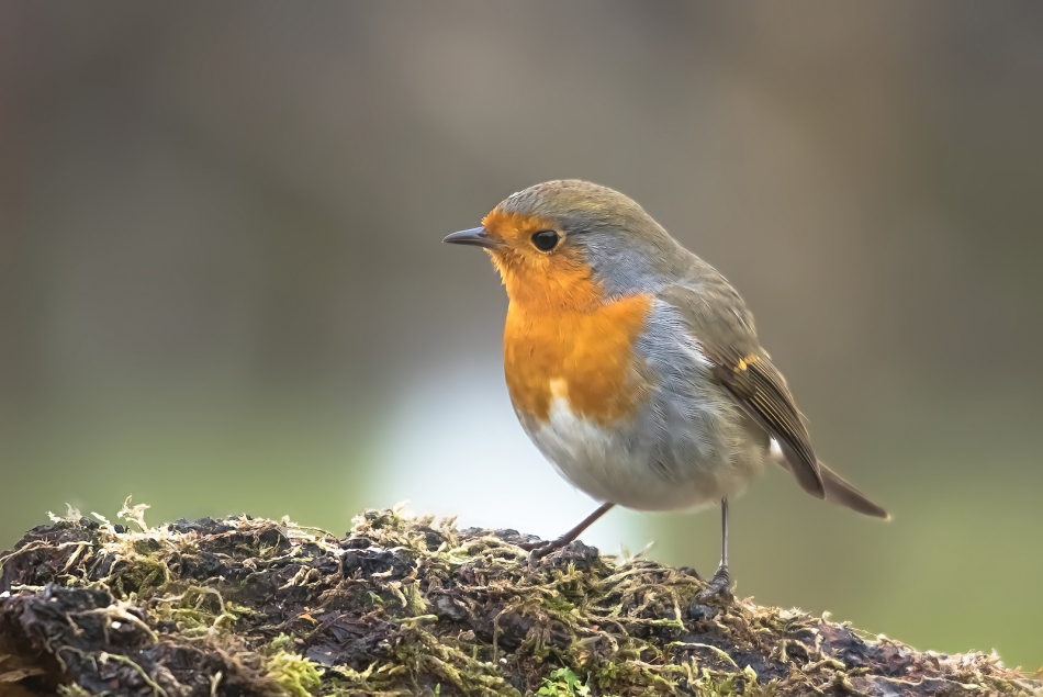 roman53 - . . Zdjęcie 303454