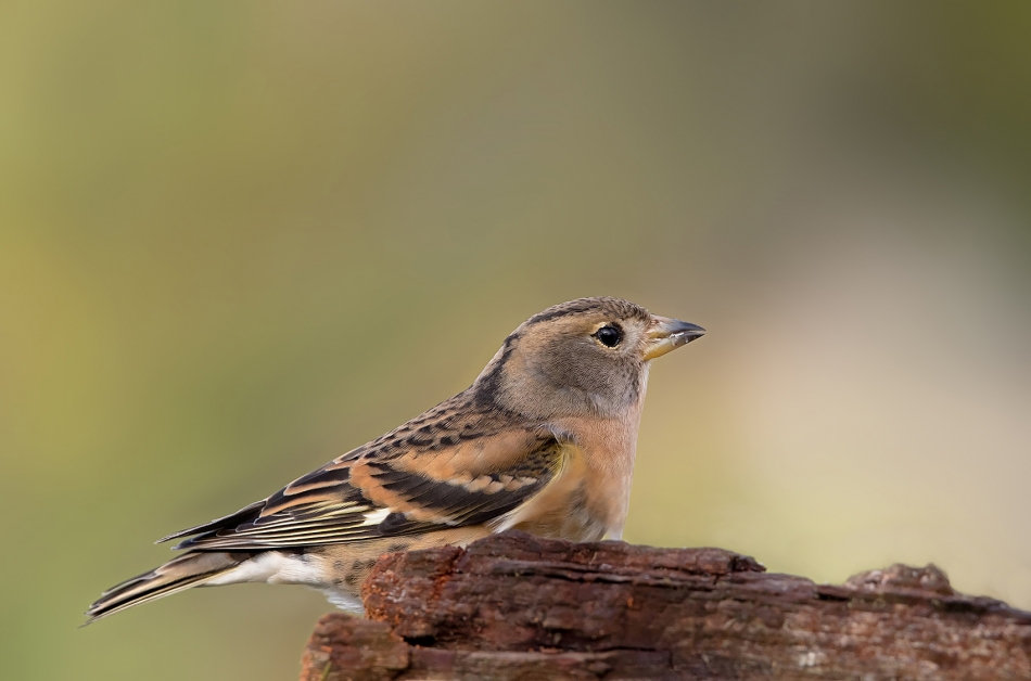 roman53 - Zięba jer. . Zdjęcie 320075