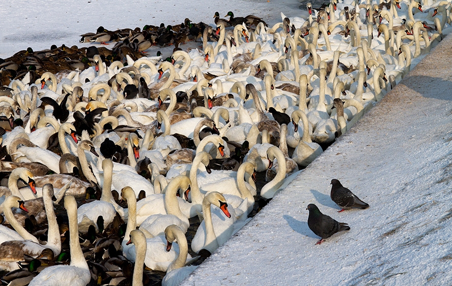 mcin70 - Obserwatorzy. . Zdjęcie 52413