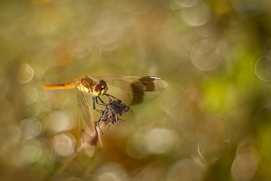 agnez - Oczekiwanie. Takumar 50/1.4. Zdjęcie 128373