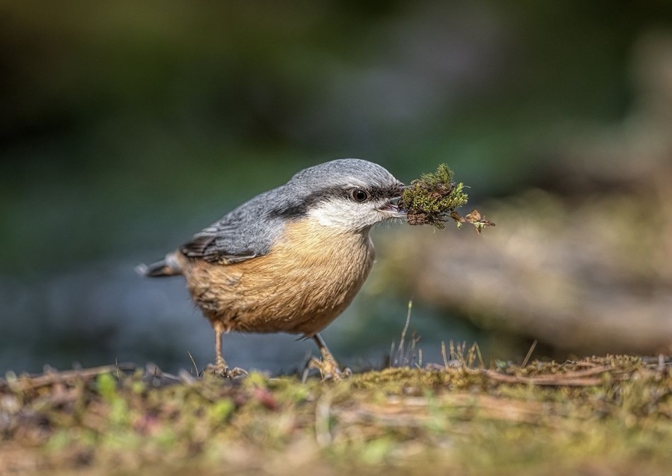 Kowalik. . Zdjęcie 339505