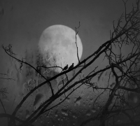 twilight love