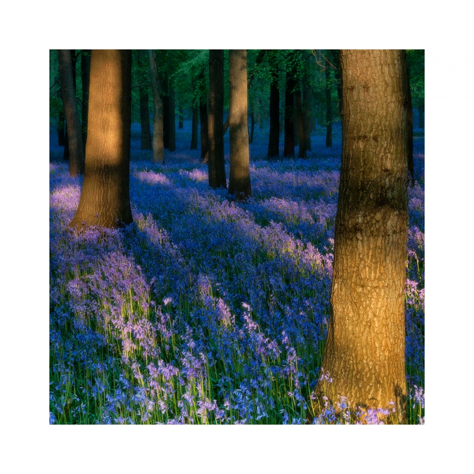 maniak666 - Bluebells. kwadratowo i jakże by inaczej - w obowiązkowej ramie ;). Zdjęcie 314324