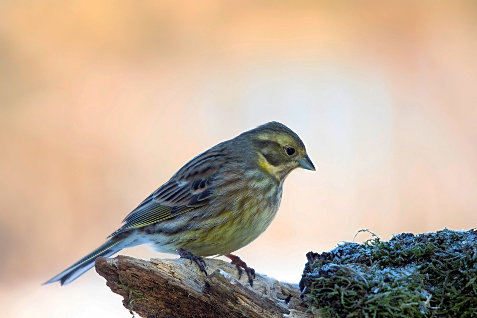 roman53 - . . Zdjęcie 297422