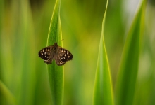 Osadnik Egeria