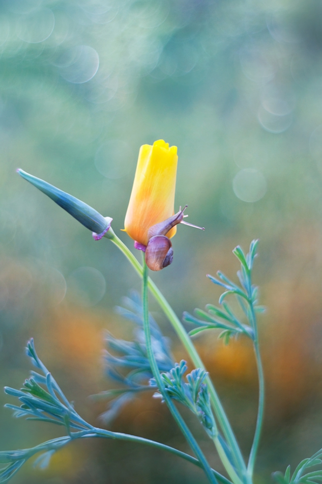 agnez - . PE. Zdjęcie 224122