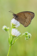 Maniola jurtina