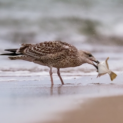 Śniadanie nie do przełknięcia...?