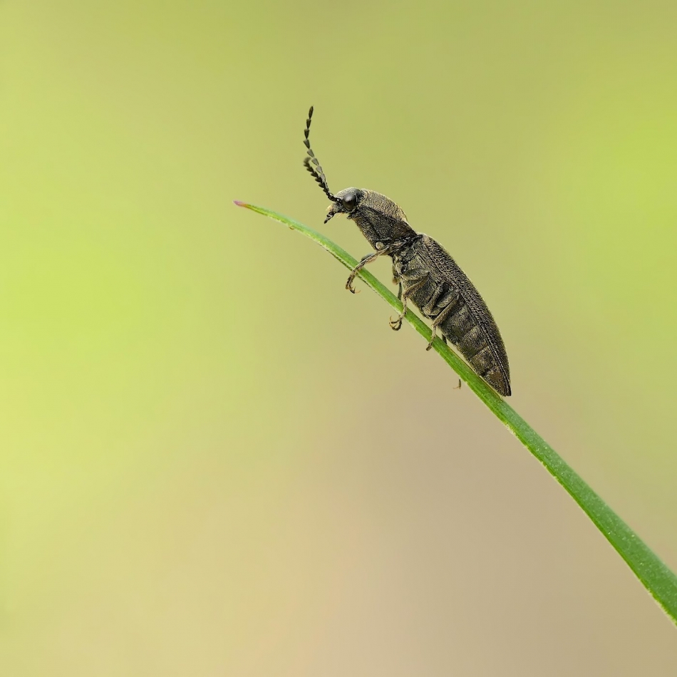 keni - Nieskorek czerniec (Hemicrepidius niger). PE proszę. Zdjęcie 332211