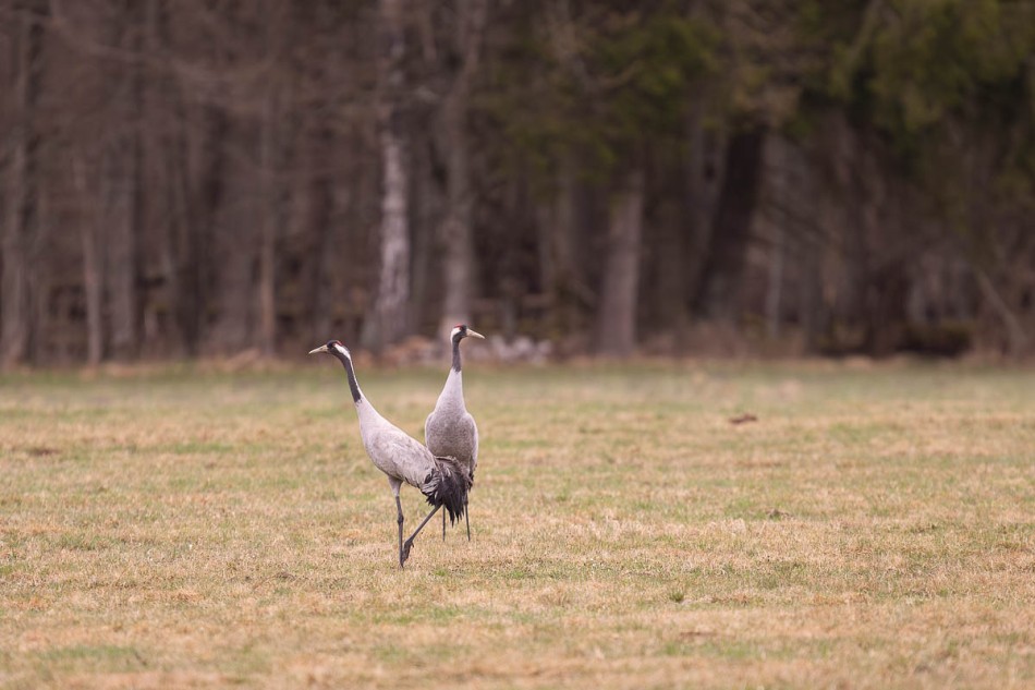 Żurawie . . Zdjęcie 339716