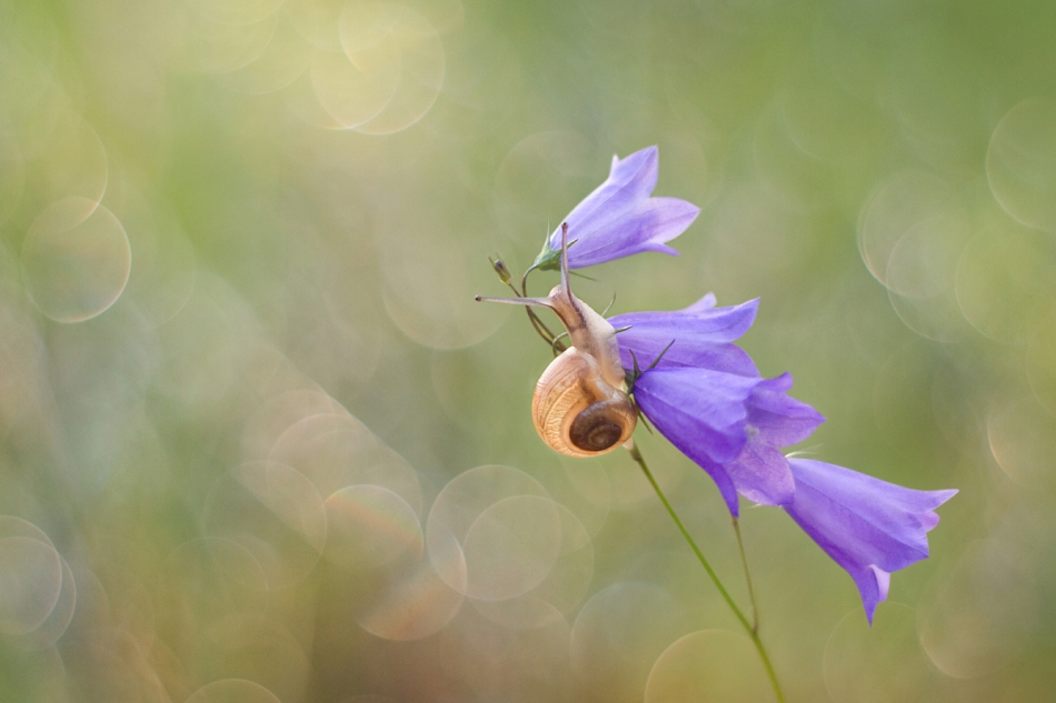 agnez - . PE . Zdjęcie 215041