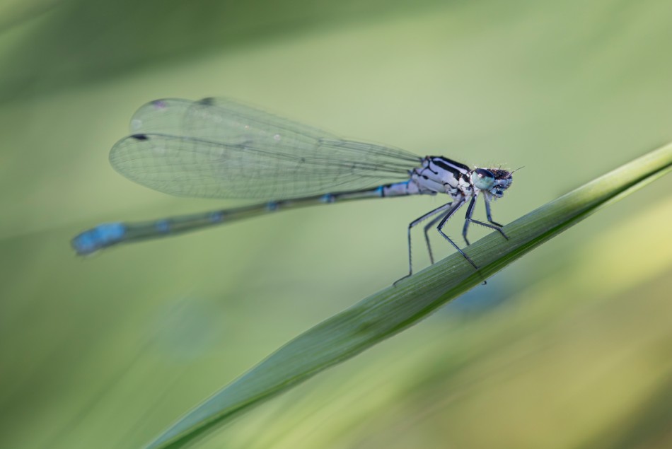 Łątka. . Zdjęcie 338687