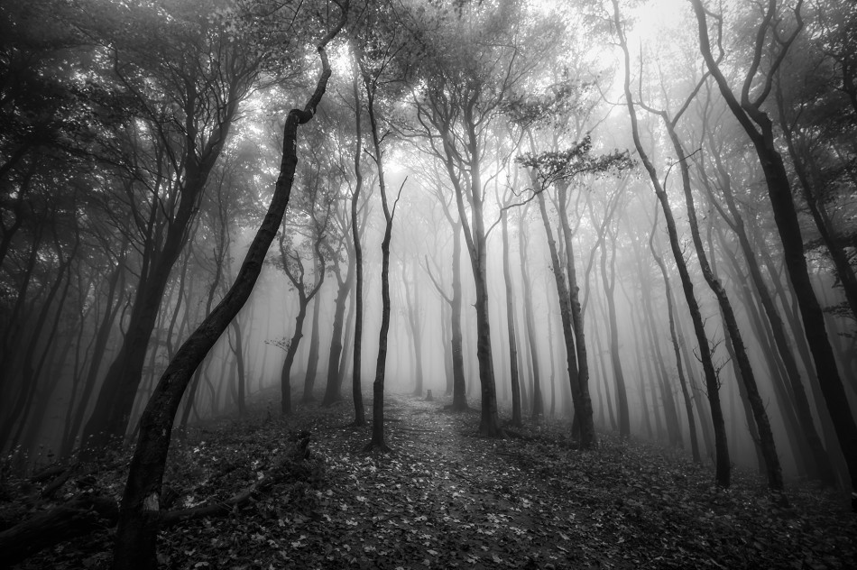 Stany ulotne. Beskid Niski. Zdjęcie 338468