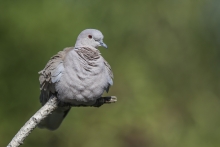 Streptopelia decaocto.
