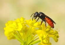 Nęczyn (Sphecodes sp.)