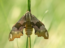 Nastrosz lipowiec