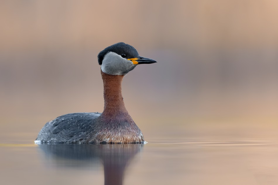 W ciszy. Perkoz rdzawoszyi (Podiceps grisegena). Zdjęcie 340036