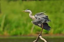 Czapla siwa